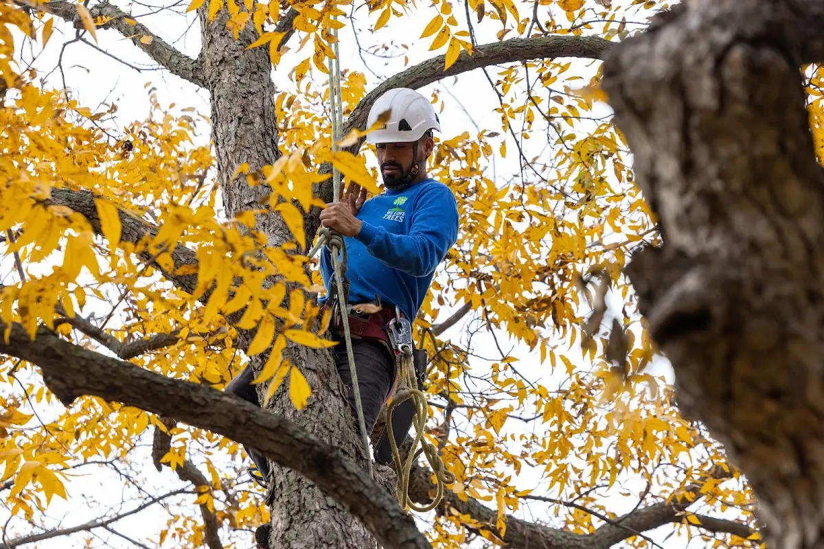Skilled Tree Planing crew working in Woodbridge
