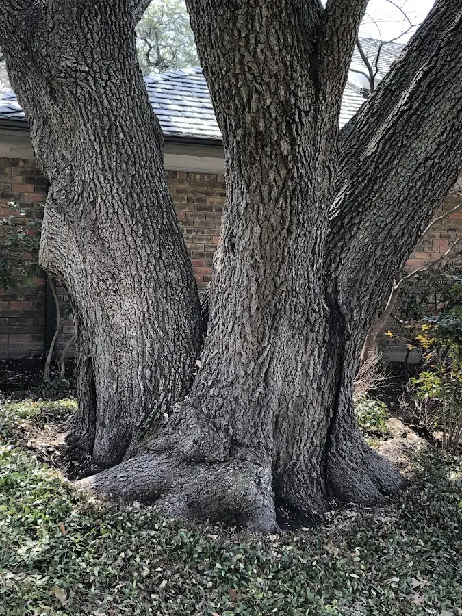 Mature heritage tree close to a Woodbridge property cared for by certified arborists