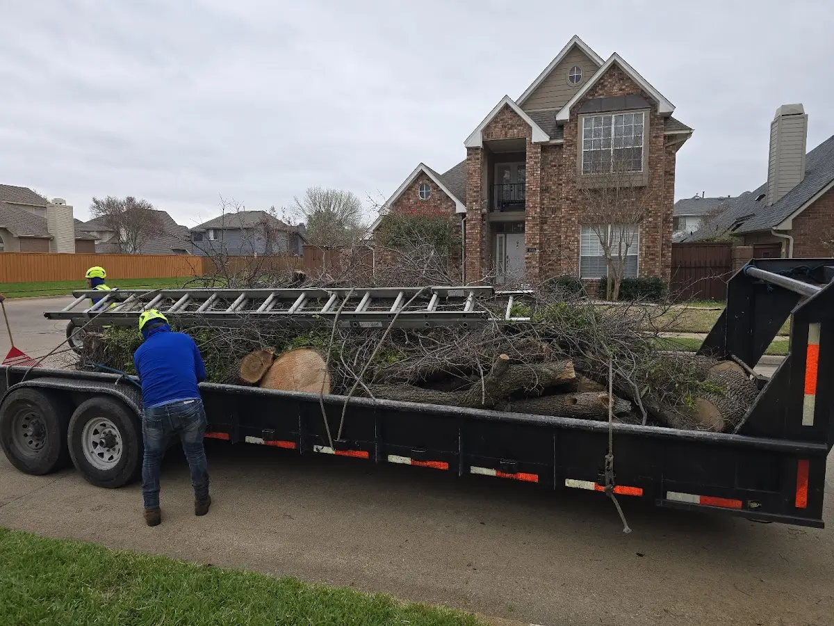 Expert Tree Removal with proper safety equipment in Woodbridge